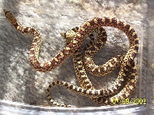 ? hypo bulls
