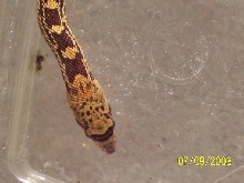? hypo bulls