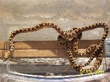 ? hypo bulls
