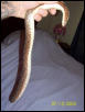 Female kenyan