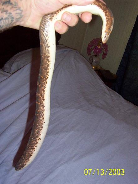 Female kenyan
