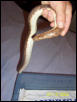 Female kenyan