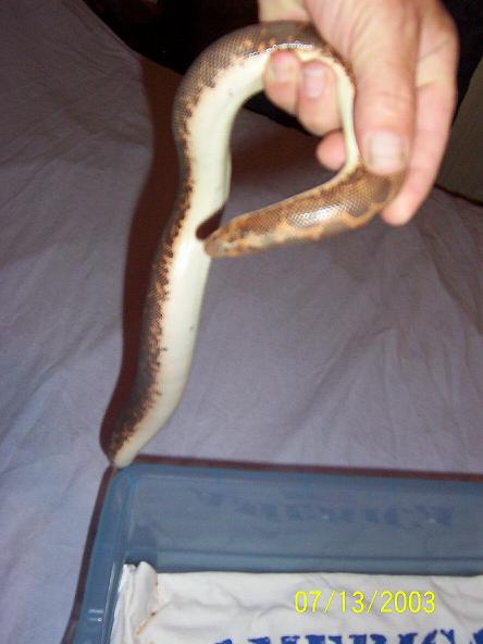 Female kenyan
