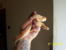 female albino sonoran