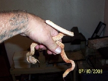M/F albino bull babys