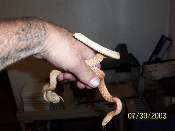 M/F albino bull babys