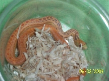 albino pacific female