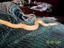 albino female pacific