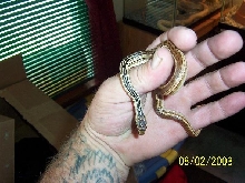 female 3 pacific