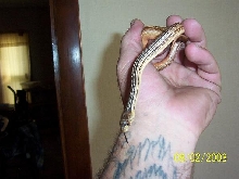 male pacific