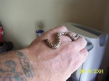 female hog
