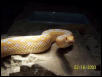 my gopher