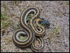 Blackneck Garter Snake