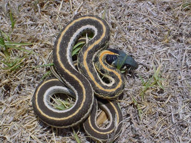 Blackneck Garter Snake