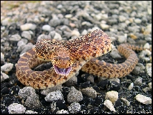 Bullsnake