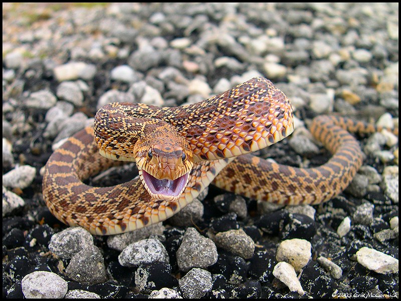 Bullsnake