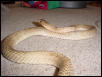 Western Coachwhip