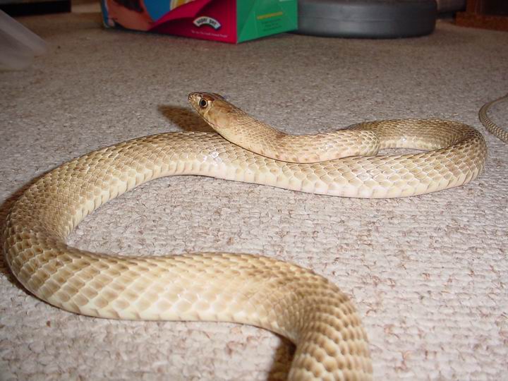 Western Coachwhip