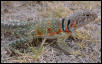 female Collared lizard