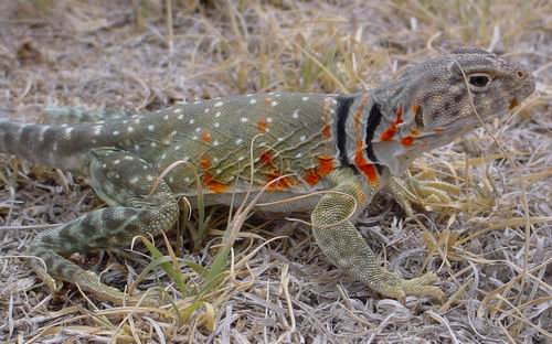 female Collared lizard