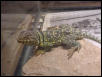 Collared Lizard