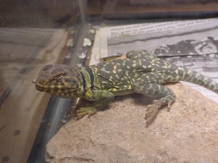 Collared Lizard