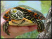 Wester River Cooter