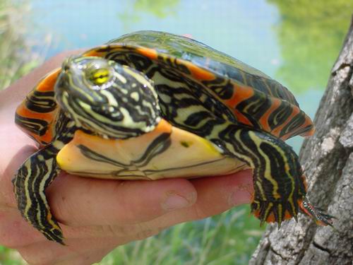 Wester River Cooter