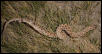 Mexican Hognose Snake
