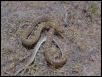 Glossy Snake