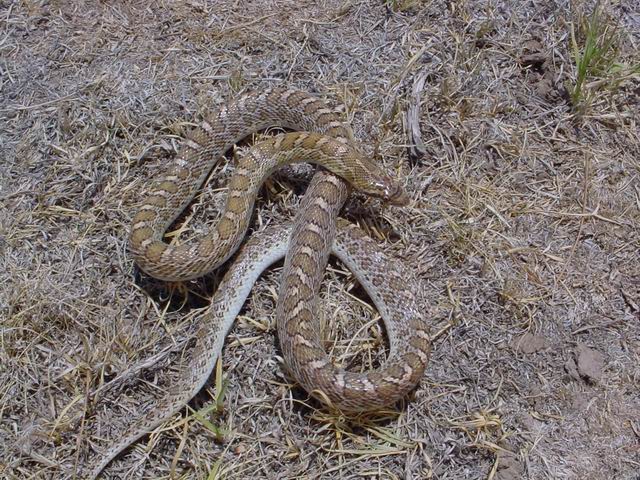 Glossy Snake