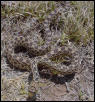 Sonoran Gopher Snake