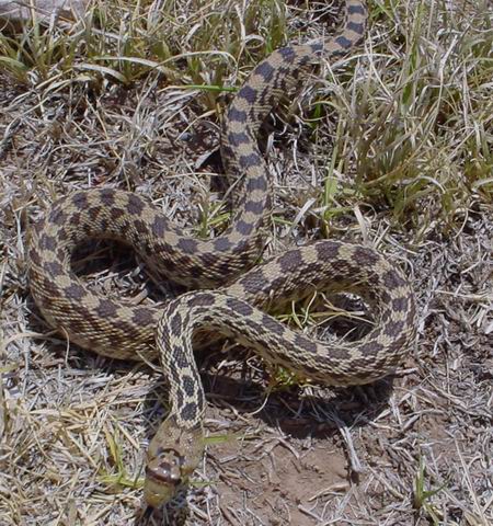Sonoran Gopher Snake