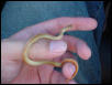 Ground Snake