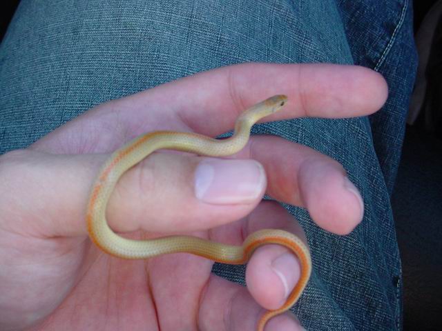 Ground Snake
