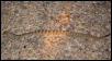 Blacktail Rattlesnake
