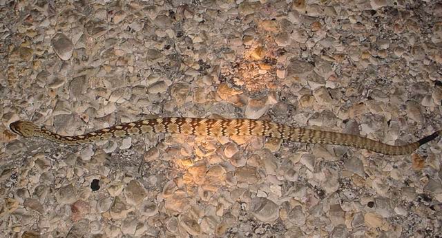 Blacktail Rattlesnake