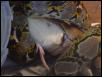 Retic