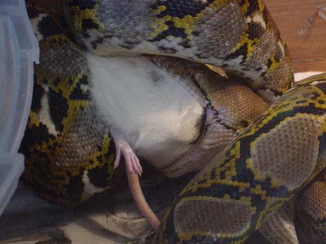Retic
