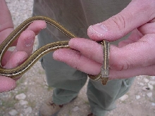Arid Land Ribbon Snake