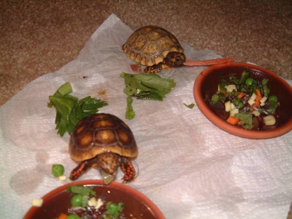 babies first meal