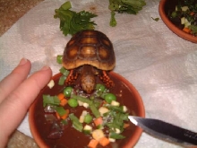 elvis eating