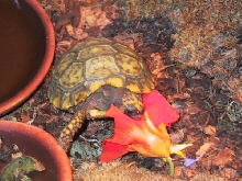 Great God Om eating Pansy