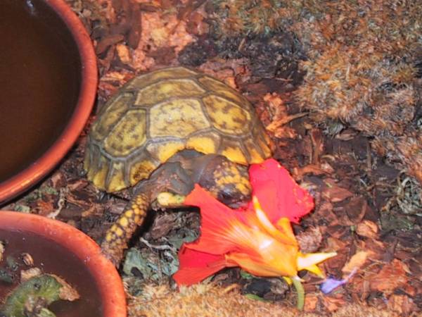 Great God Om eating Pansy