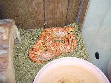 bionca