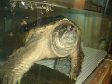 snapping turtle