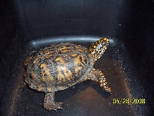 Tiger, box turtle from Indiana.