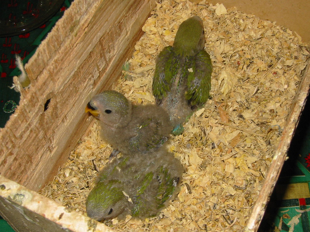 Baby Lovebirds