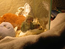 Baby Lovebirds