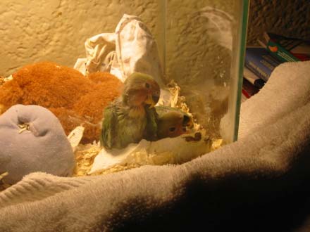 Baby Lovebirds